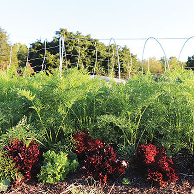 Interplanting- make the most of your growing space